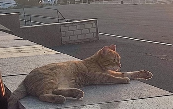 В Орске пассажиры бросили кота в аэропорту, не став платить за его перевозку