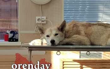 В Оренбуржье женщина отравила соседскую собаку 