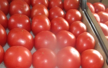 В Оренбуржье в помидорах из Туркменистана обнаружена томатная моль