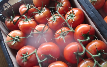 В Оренбургскую область снова привезли крупную партию томатов с «сюрпризом»