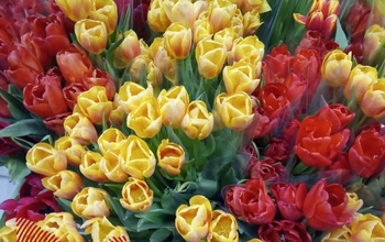 Доставка цветов через мошенников обошлась оренбуржцу в 529 000 рублей