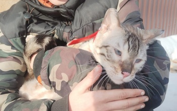 В Оренбурге в приют сдали кота элитной породы – бенгала Барсика
