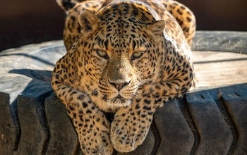 Леопард, замерзавший в передвижном зоопарке в Сорочинске, сейчас живёт в хосписе