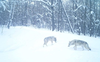 В Оренбургской области все чаще видят волков