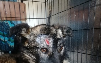 Собака, которой отрубили в Оренбурге нос и хвост, не перенесла операцию