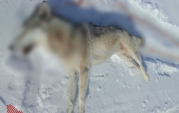 Переволоцкие охотники подстрелили волка, напугавшего весь район (18+)
