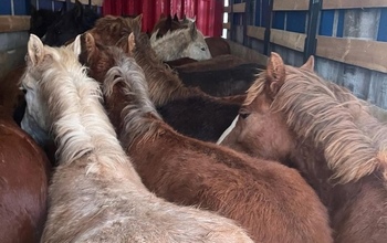 На оренбургской границе задержали табун лошадей