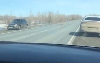 В Оренбуржье косуля бросилась под колеса авто (+18)