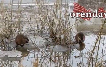 Оренбуржцы любуются, как на льду резвятся ондатры