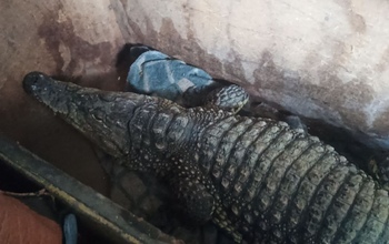 В Орске таможенники поймали крокодила