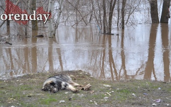 Сколько домов и участков освободились от паводковых вод в Оренбуржье