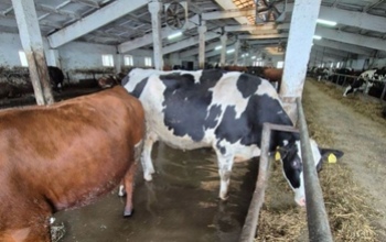 В Саракташе из-за паводка вынужден был остановить работу молокозавод