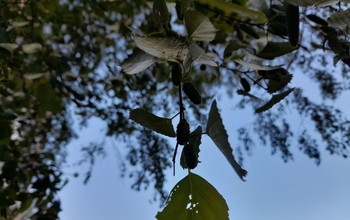 В Оренбуржье листвой на деревьях уже лакомятся вредители