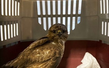 Неравнодушные оренбуржцы спасают птиц от верной смерти