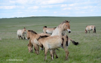 Нешуточные страсти бушуют в оренбургских гаремах лошадей Пржевальского