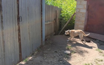 В Ташлинском районе на 9-летнюю девочку напала собака