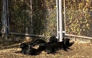 Приюты и «короткие договоры» на отлов бездомных животных не спасли Оренбург от бродячих собак