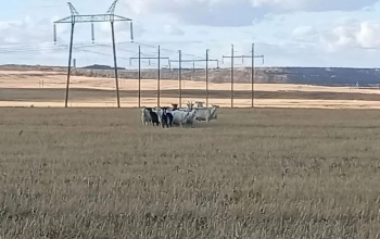 В Гае полицейские три дня искали коз