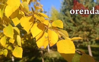 Золото осени в каждом кадре: эстетика осеннего Оренбурга