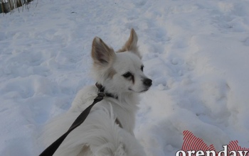 Где в Оренбурге расположены площадки для выгула собак