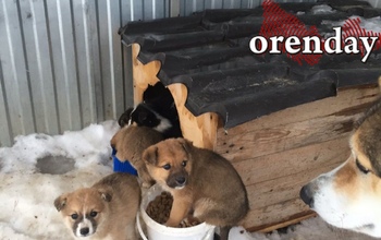 В Оренбурге за две недели домашние собаки покусали 12 детей