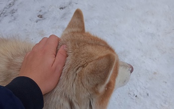 В Бугуруслане мужчина утверждает, что его знакомый постоянно натравливает на него пса
