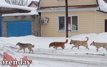 В Оренбуржье за год почти 400 человек пострадали от укусов бездомных собак