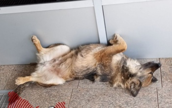 В Оренбурге покусанный собакой мужчина потребовал у мэрии 436 000 рублей
