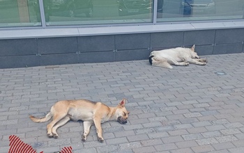 Бездомные собаки продолжают держать в страхе оренбуржцев