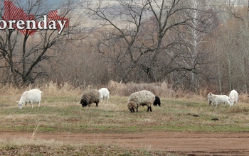 Пастух из Оренбуржья осужден за кражу отары овец