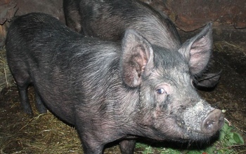 В Оренбургской области резко упало поголовье свиней