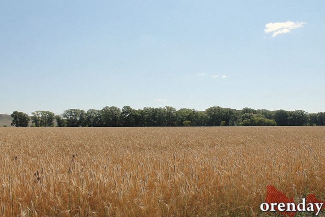В Оренбуржье запретили к обороту более 50 тысяч тонн зерна