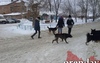 В Оренбургской области решили усыплять бродячих собак
