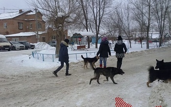 В Оренбургской области решили усыплять бродячих собак