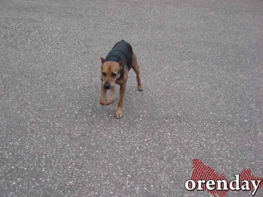 В Промышленном районе Оренбурга свора собак наводит ужас на жителей