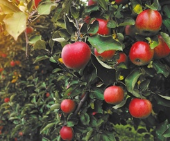 Опрос: РСХБ выяснил любимый цвет и вкус яблок россиян