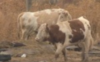 Село Малое Чураево, Кувандыкский район