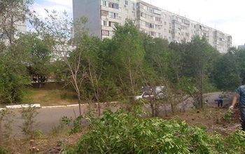 В Оренбурге продолжается хищническая вырубка деревьев