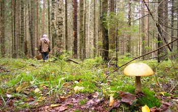 Потерявшуюся в лесу грибницу в Илекском районе искали 80 человек