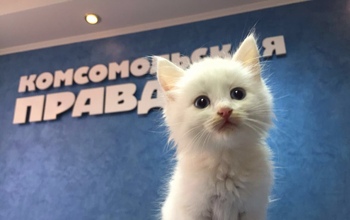 Участвуй в фотоконкурсе «Мартовский кот»!