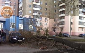 В Оренбурге дерево рухнуло на припаркованные автомобили 