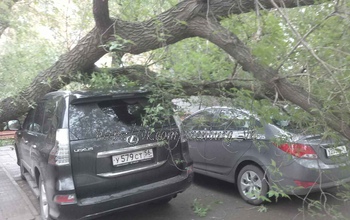 В Оренбурге дерево рухнуло на легковые автомобили