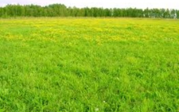 В Оренбуржье «А7 Агро» получит 4 764 га земли без торгов