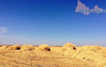 Из-за хорошего урожая оренбургским аграриям приходится сдавать зерно за копейки