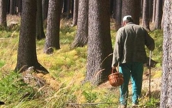 У пропавшего под Оренбургом грибника могло прихватить сердце