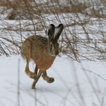 В Оренбуржье откроется сезон охоты на зайца