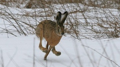 В Оренбуржье сезон охоты на зайца продлится до 31 января