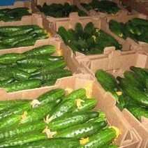 18 тонн свежих огурцов Россельхознадзор Оренбуржья вернул в Казахстан 