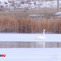 В Орске развернут операцию по спасению белого лебедя