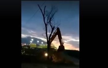 В Оренбурге преприниматель заплатит за варварское уничтожение дерева